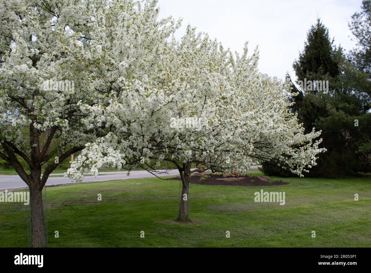 Flora trees hi-res stock photography and images - Alamy