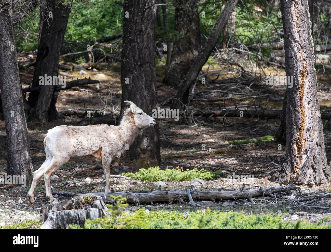 Lone Rocky Mountain ewe in a forest in Banff National Park, Alberta, Canada Stock Photo