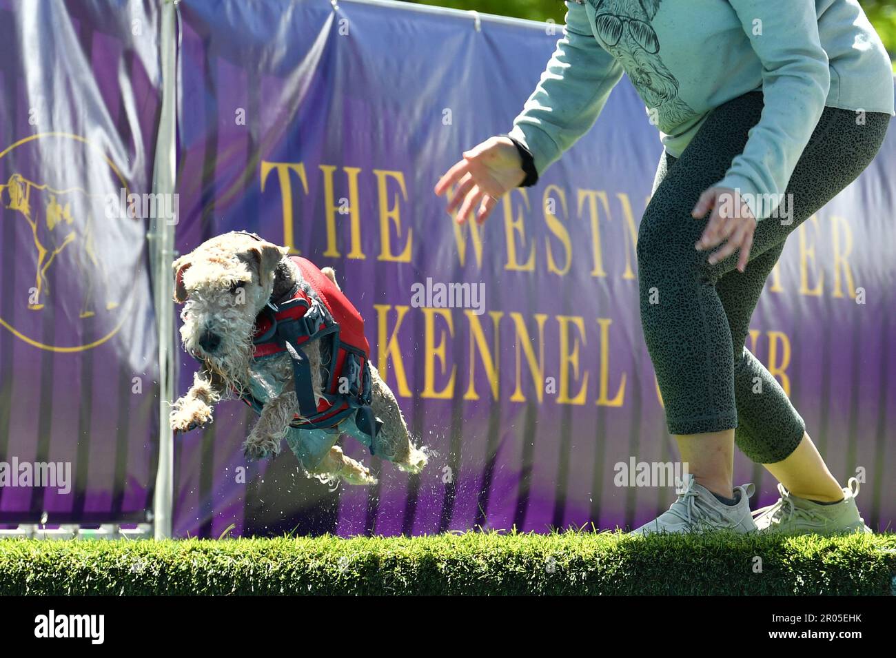 New York, USA. 06th May, 2023. A dog participates in Dock Diving competition during Canine Celebration Day events during the 147th Westminster Kennel Club Dog Show taking place at the USTA Billie Jean King National Tennis Center in Flushing Meadows-Corona Park in Queens, New York, Saturday May 6, 2023. (Photo by Anthony Behar/Sipa USA) Credit: Sipa USA/Alamy Live News Stock Photo