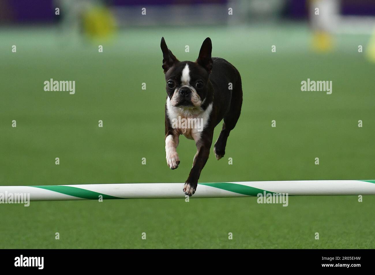 New York, USA. 06th May, 2023. A dog takes part in the agility competition during Canine Celebration Day events during the 147th Westminster Kennel Club Dog Show taking place at the USTA Billie Jean King National Tennis Center in Flushing Meadows-Corona Park in Queens, New York, Saturday May 6, 2023. (Photo by Anthony Behar/Sipa USA) Credit: Sipa USA/Alamy Live News Stock Photo