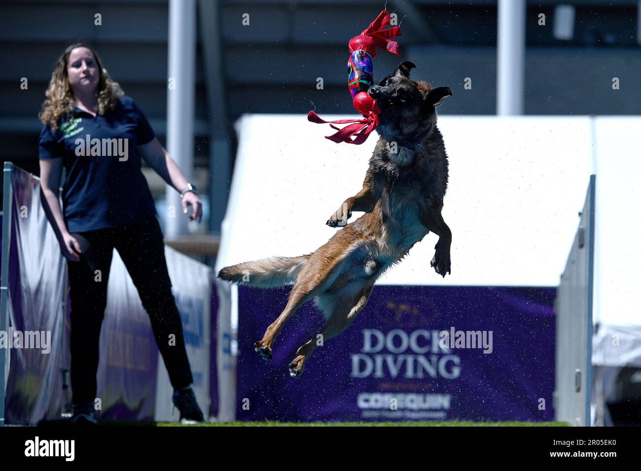 New York, USA. 06th May, 2023. A dog participates in Dock Diving competition during Canine Celebration Day events during the 147th Westminster Kennel Club Dog Show taking place at the USTA Billie Jean King National Tennis Center in Flushing Meadows-Corona Park in Queens, New York, Saturday May 6, 2023. (Photo by Anthony Behar/Sipa USA) Credit: Sipa USA/Alamy Live News Stock Photo