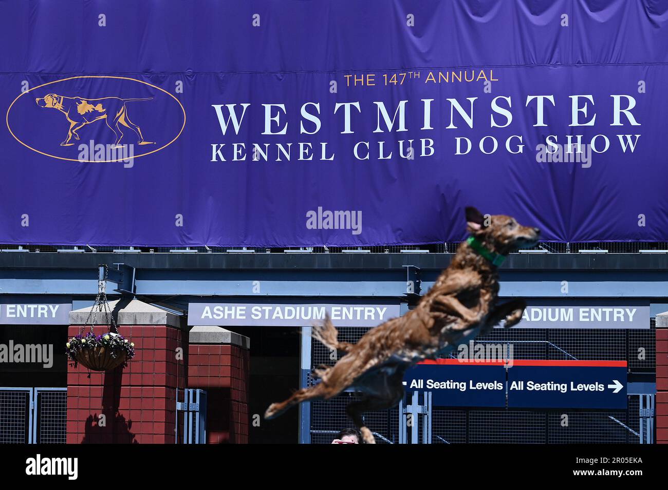 New York, USA. 06th May, 2023. A dog participates in Dock Diving
