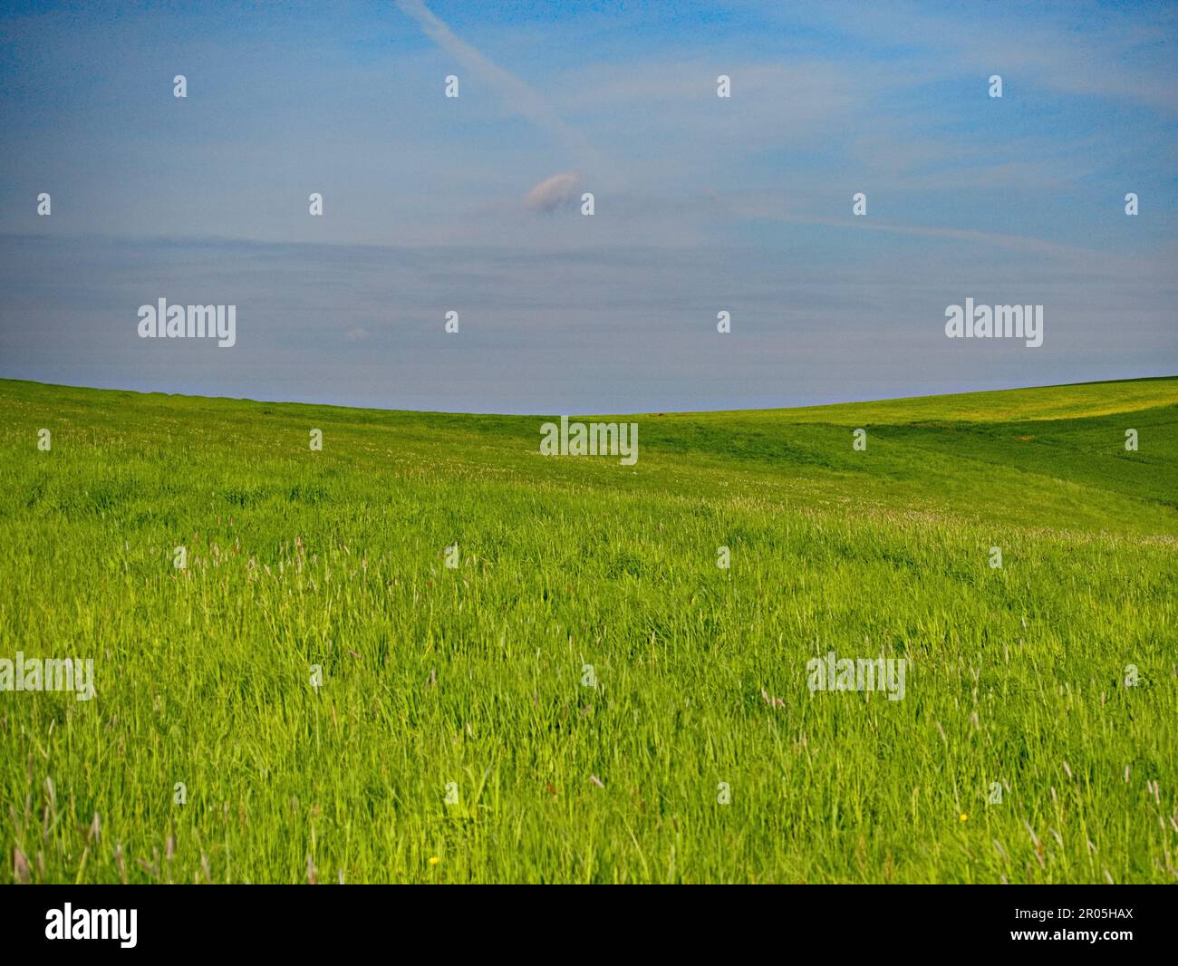 Meadow in spring lush green Green ecological nature Stock Photo