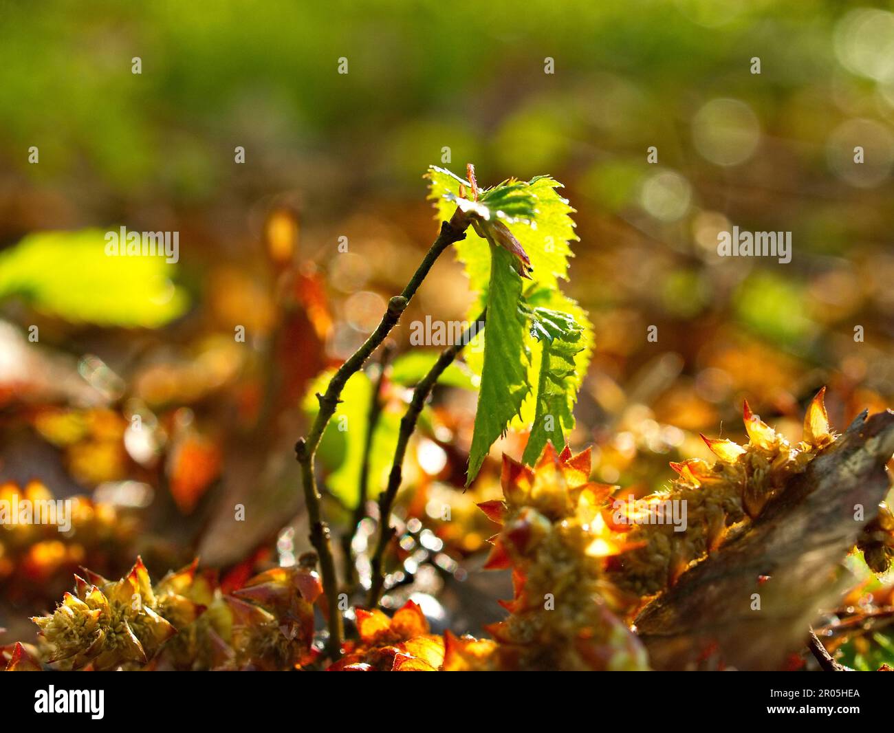 new life in the forest small seedlings grow into large trees Stock Photo