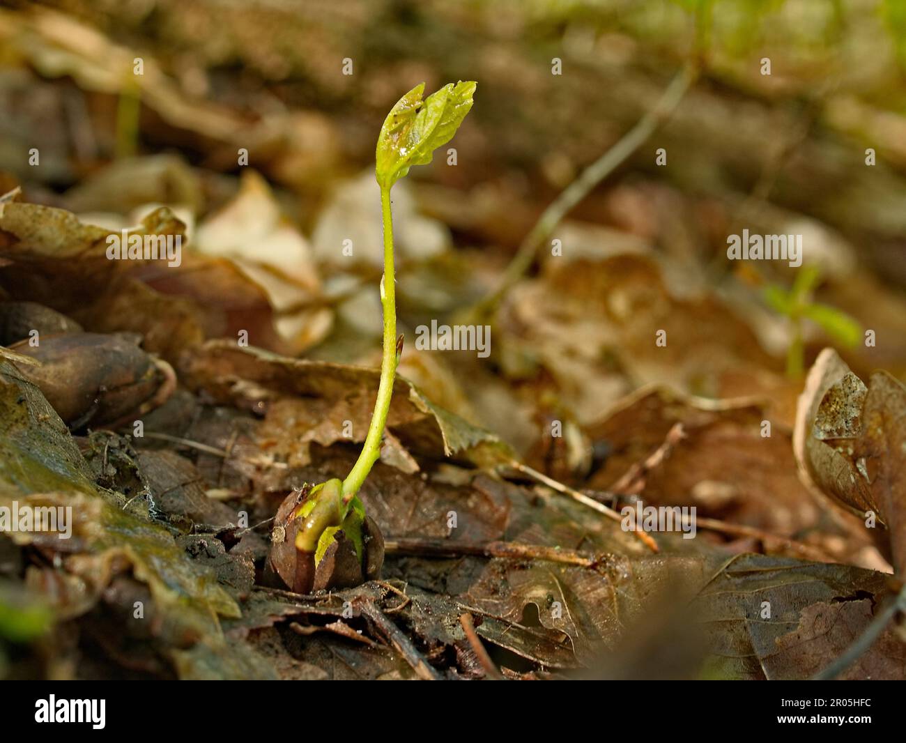 new life in the forest small seedlings grow into large trees Stock Photo