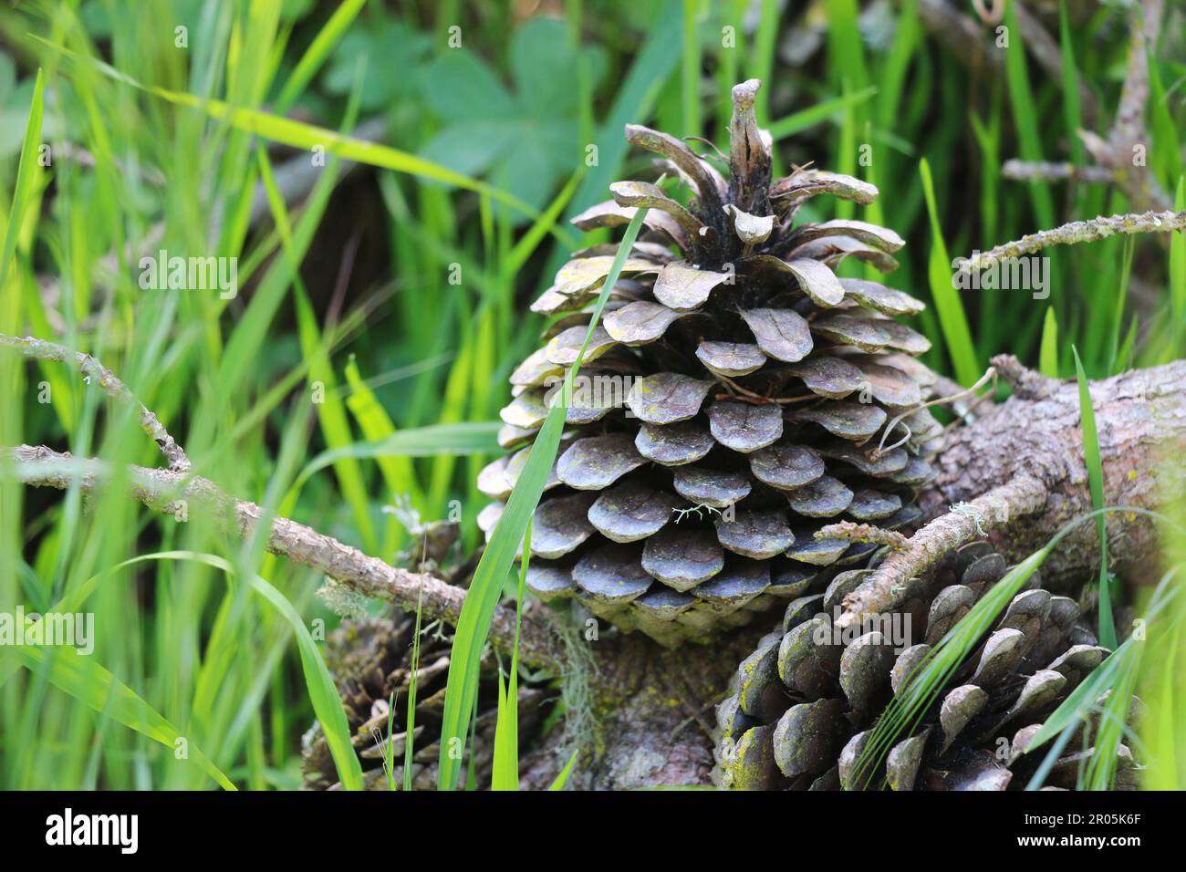Pine cone on the forest floor, framed by tall green grass. Stock Photo