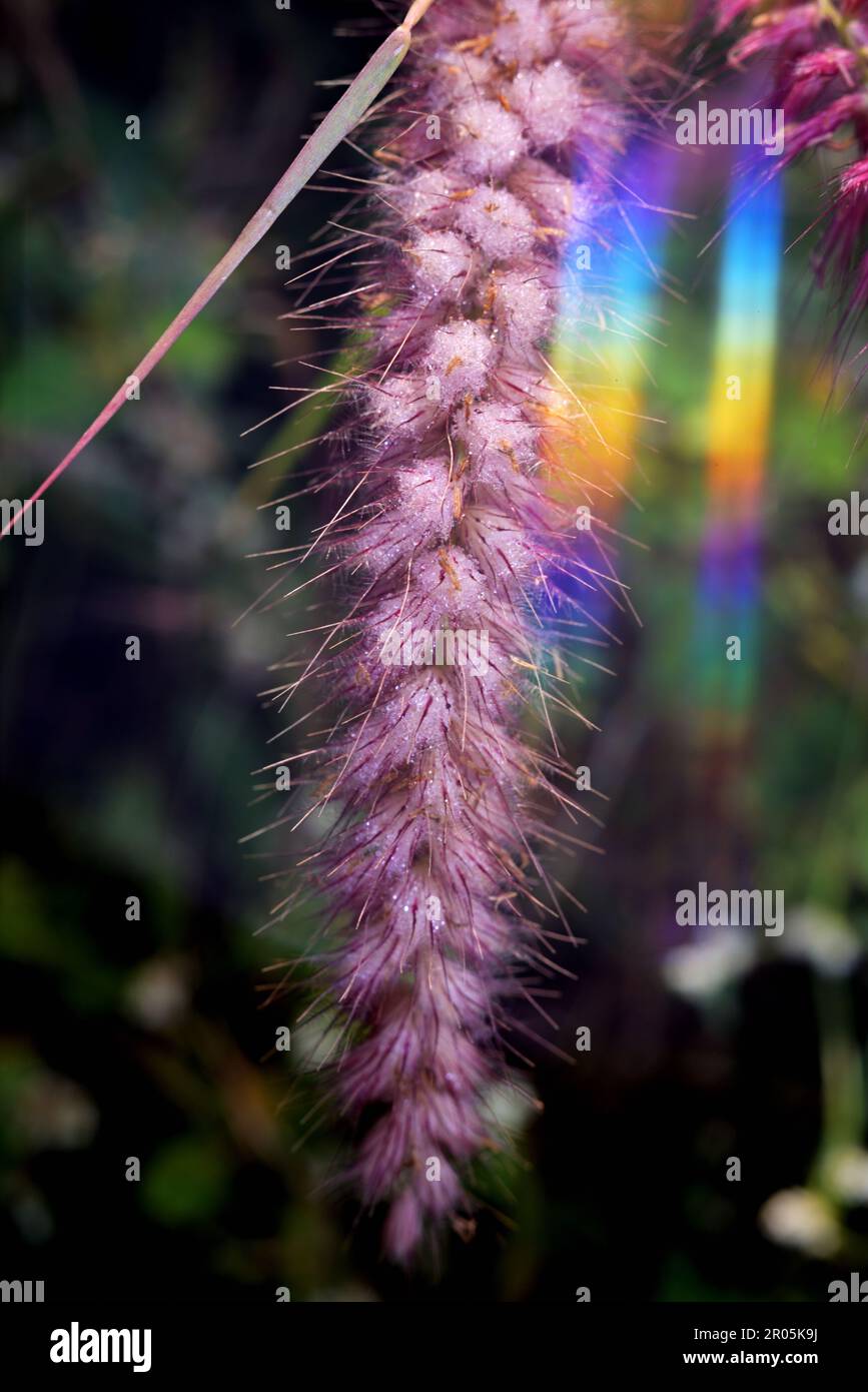 Wildflower abstract hi-res stock photography and images - Alamy