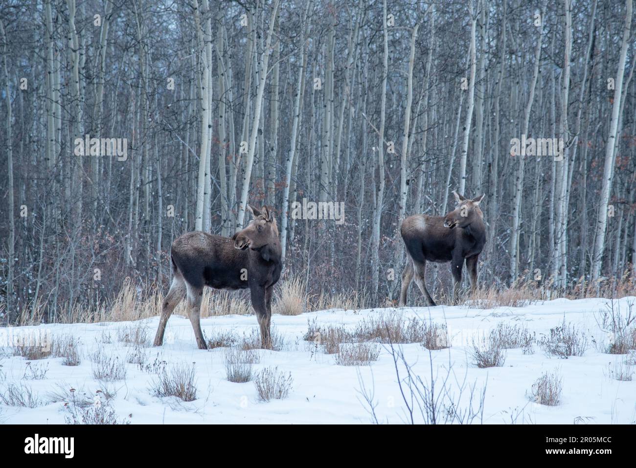 Two curious moose seen on the side of the Alaska Highway in the cold winter. Snowy landscape and boreal forest surrounding the wild animals. Stock Photo