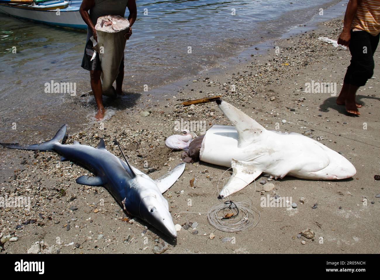 Sharks caught by traditional fishermen are placed on the sand on the beach after being unloaded from fishing boats. Stock Photo