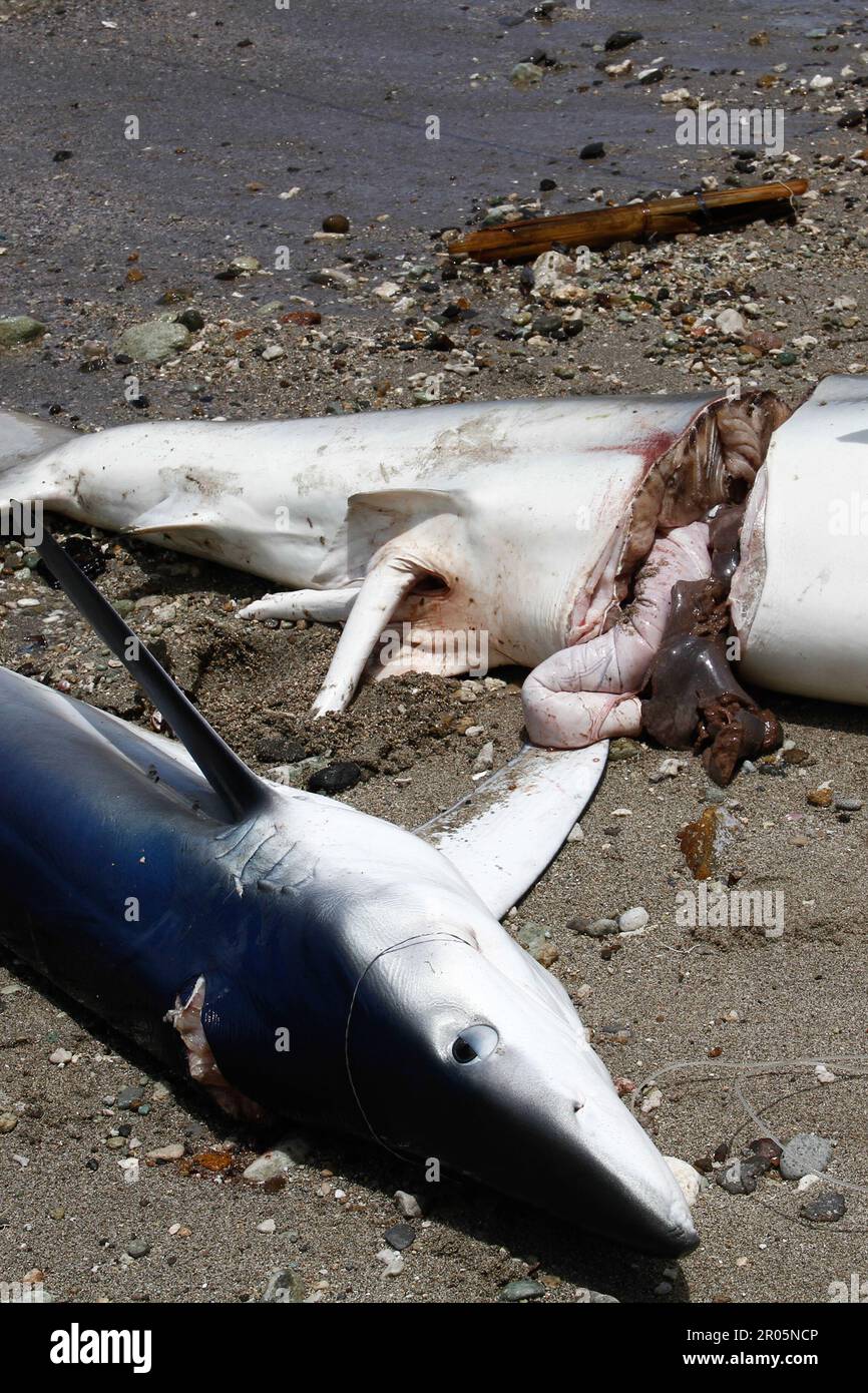 Sharks caught by traditional fishermen are placed on the sand on the beach after being unloaded from fishing boats. Stock Photo