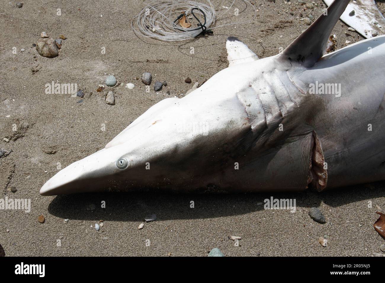 Sharks caught by traditional fishermen are placed on the sand on the beach after being unloaded from fishing boats. Stock Photo