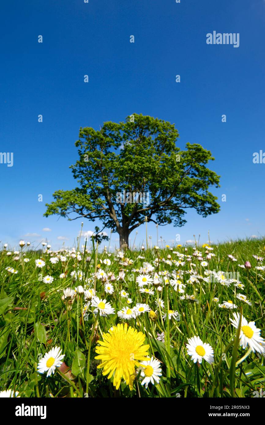 Dandelion meadow alone tree hi-res stock photography and images - Alamy