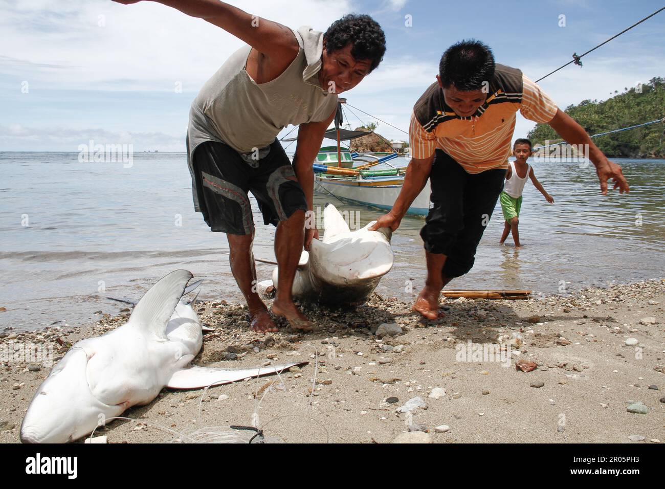 Fishermen on Batuwingkung Island, North Sulawesi, Indonesia are slicing shark fins and shark meat that they have just caught. Stock Photo