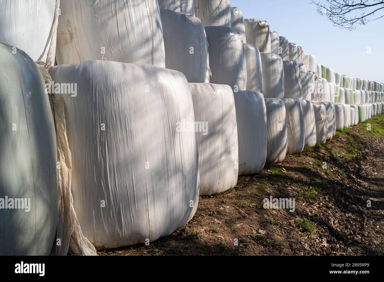 Many wrapped and stacked hay bales on the side of a country road in spring Stock Photo