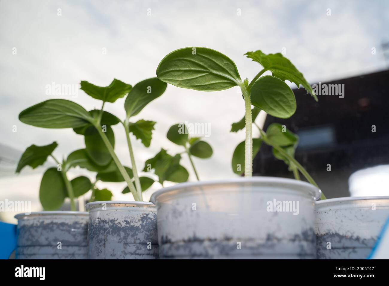 Cucumber seedlings in cups while growing on the windowsill Stock Photo