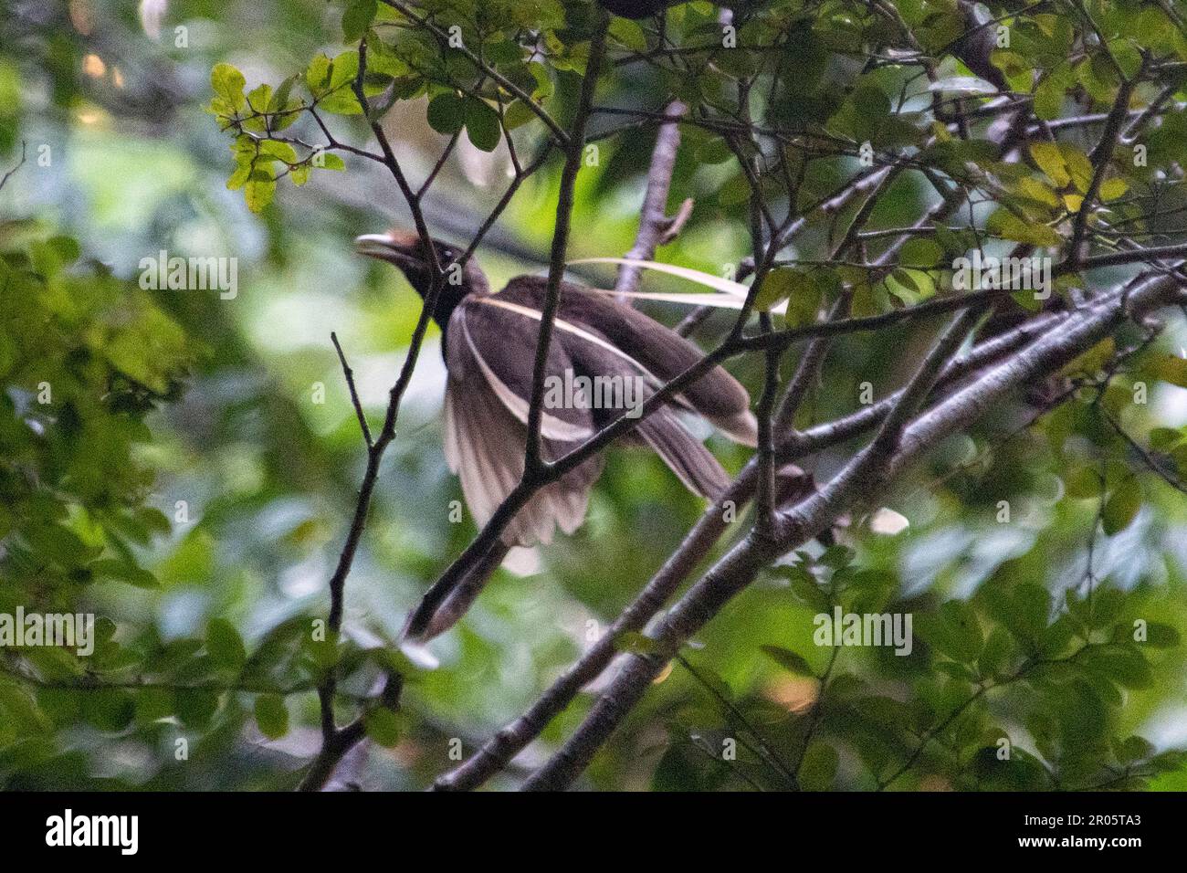 Female Standardwing Bird of Paradise, Semioptera wallacii, in canopy