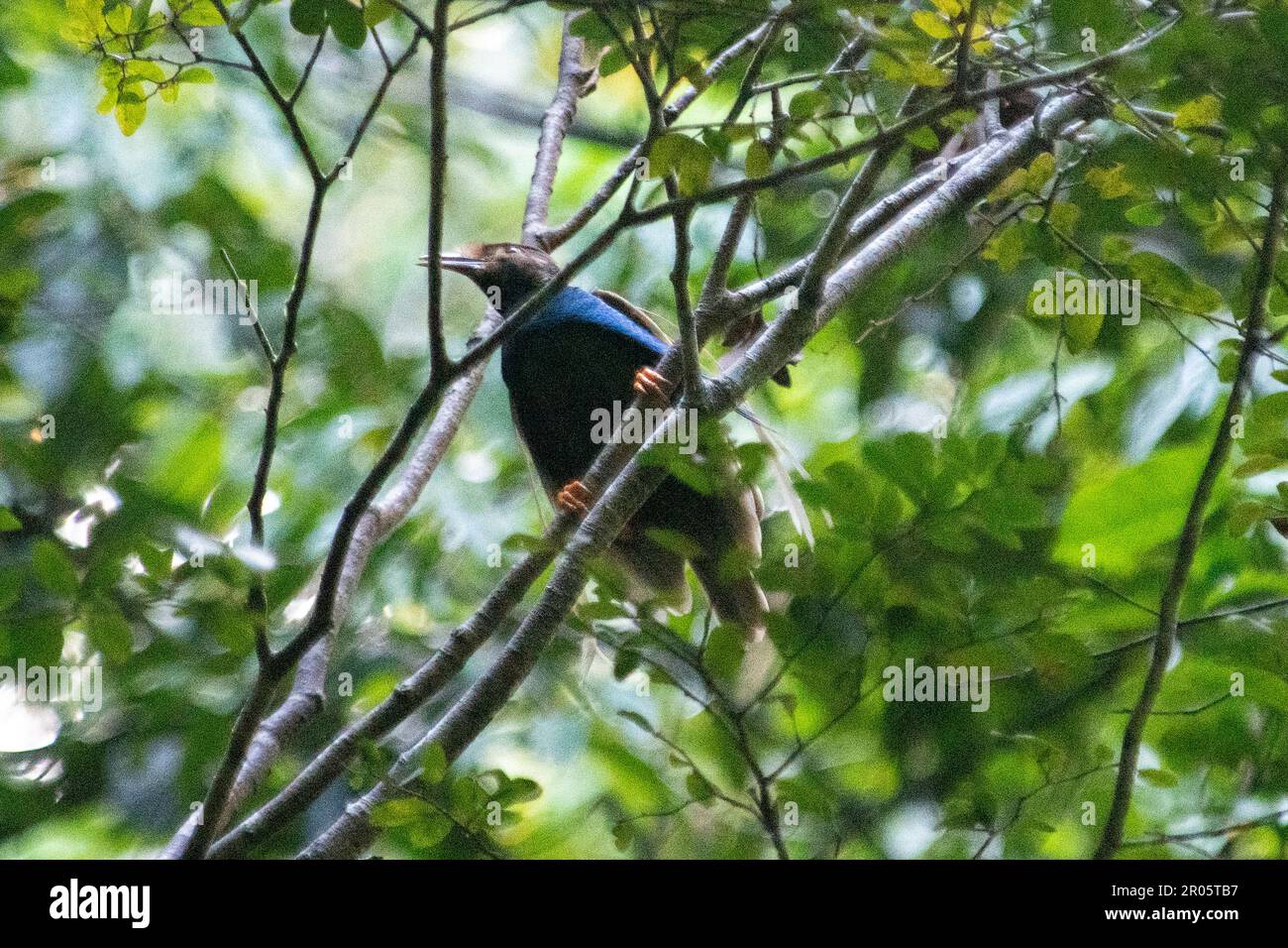 Male Standardwing Bird of Paradise, Semioptera wallacii, in canopy