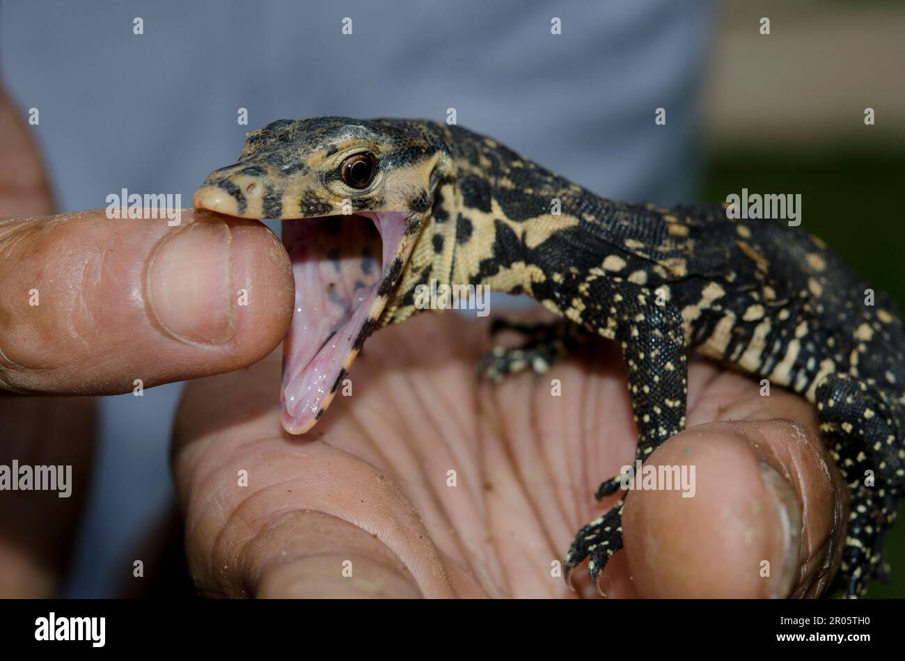 Juvenile Monitor Lizard, Varanus salvator, biting man's finger