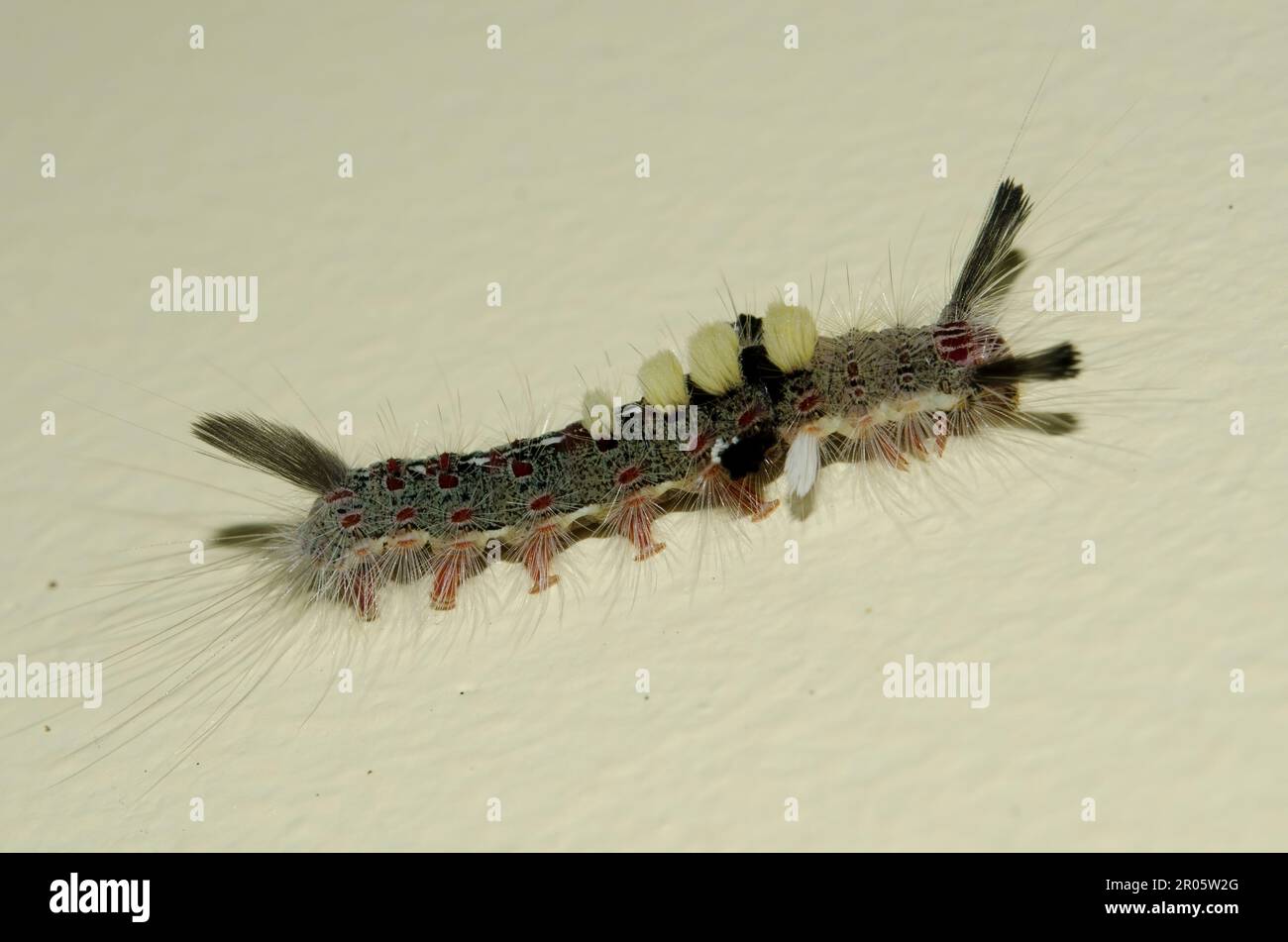 Tussock Moth Caterpillar, Lymantriidae Family, with long hairs for protection on wall, Klungkung, Bali, Indonesia Stock Photo
