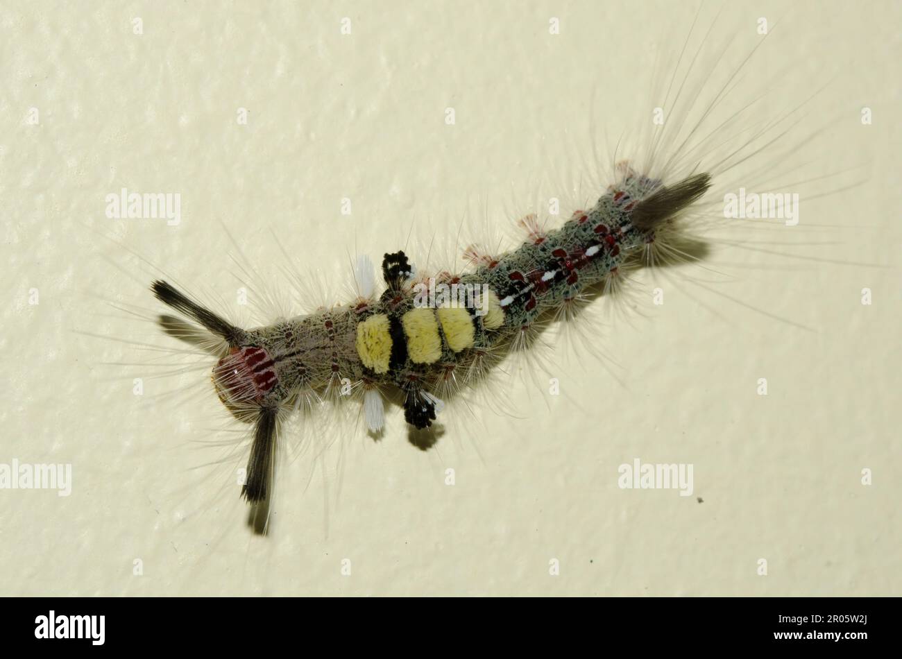 Tussock Moth Caterpillar, Lymantriidae Family, with long hairs for protection on wall, Klungkung, Bali, Indonesia Stock Photo