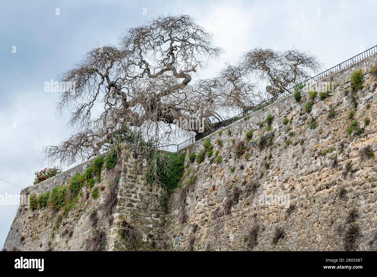An old tree with many dry branches has a dangerously inclined trunk on the top of the Farnese fortress of Capodimonte, Viterbo, Italy Stock Photo