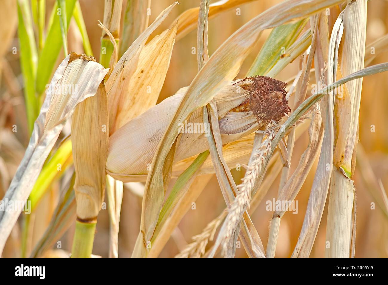 The corn harvest in the field is a vibrant sight, with golden ears ready for picking. Farmers gather the crop using machinery, ensuring a bountiful yi Stock Photo