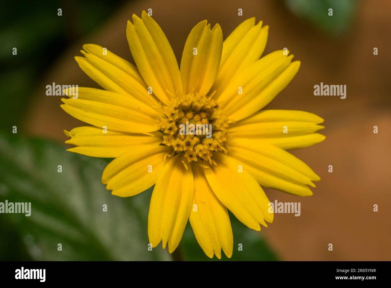 Close up macro shot of a bright yellow flower called the Singapore Daisy or Yellow Dots or Wedelia found in a garden in Mumbai, India Stock Photo