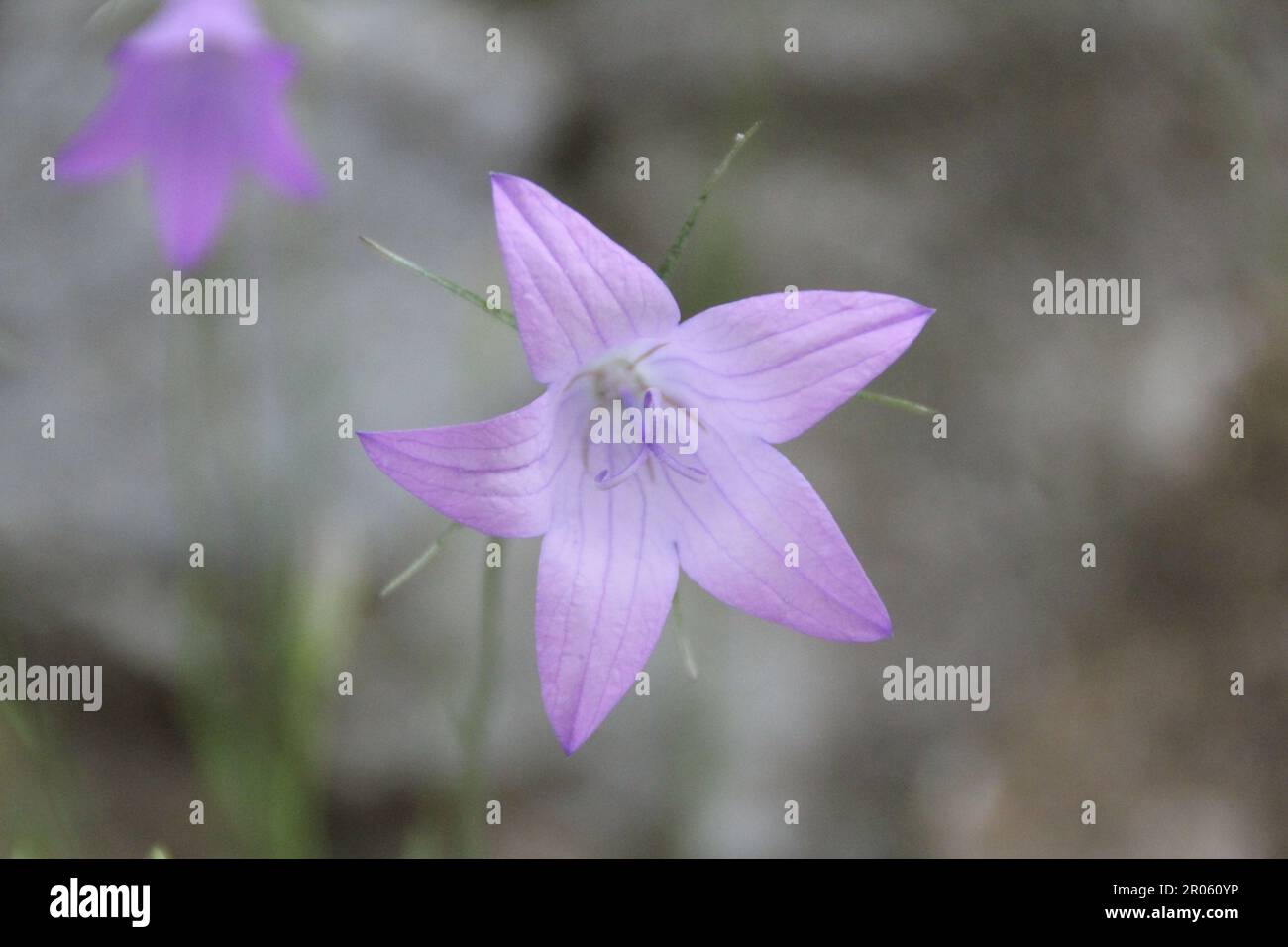 Close up of purple harebell flower, looking straight into the flower centre, with soft focus background showing greenery and another flower Stock Photo