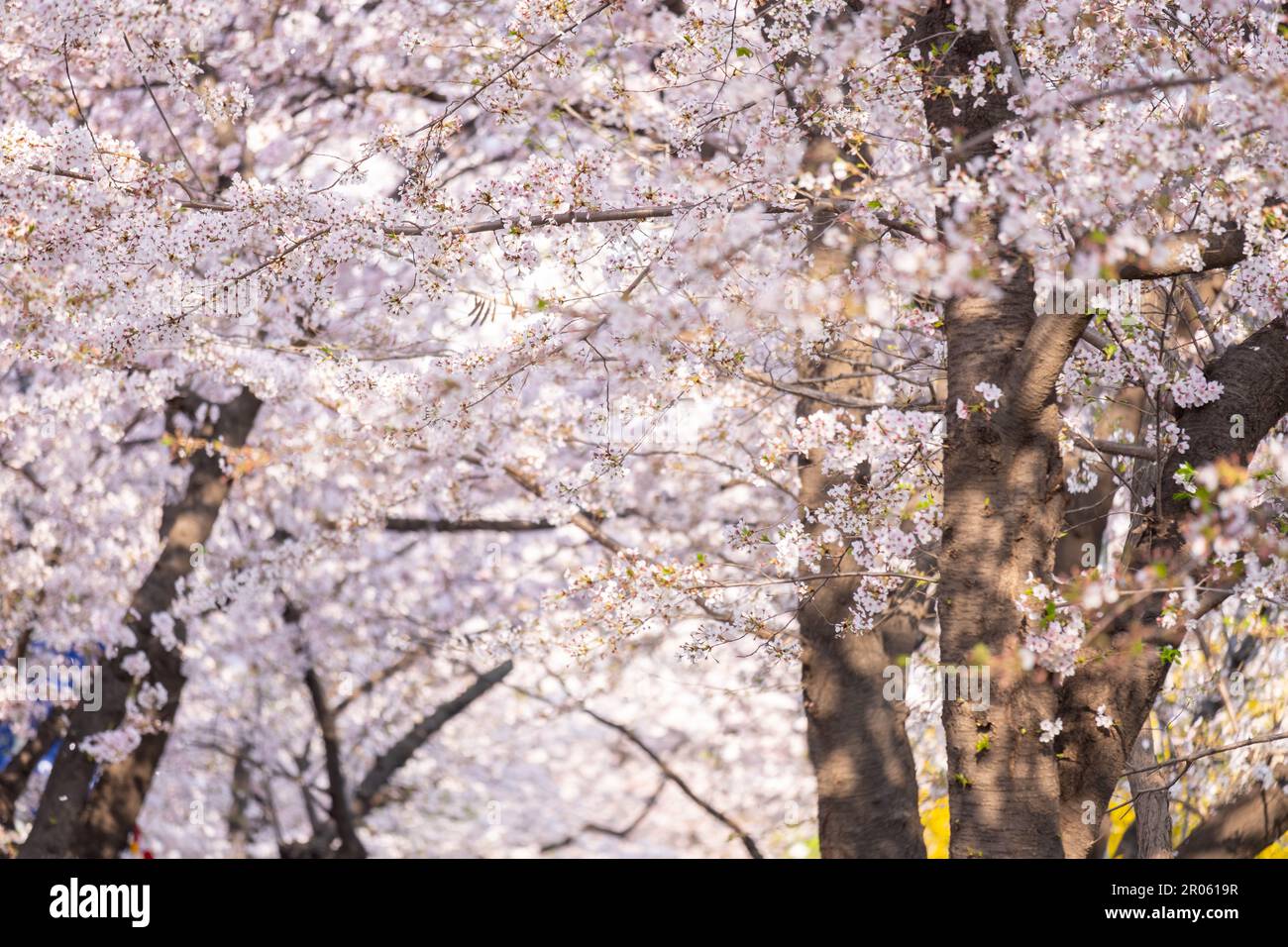 Cherry Blossoms in spring with Soft focus, at Yeongdeungpo Yeouido Spring Flower Festival in Seoul, South Korea Stock Photo