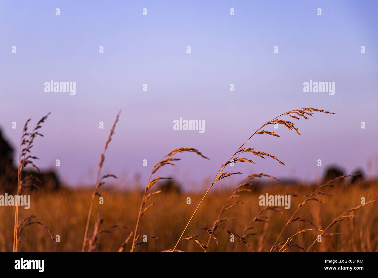 Purple Sunset over a Grass Field in Rural South Australia Stock Photo