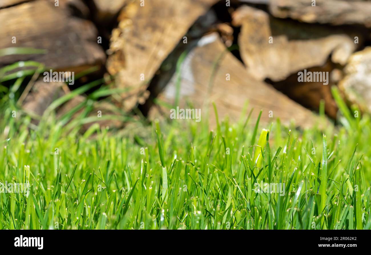 Poster grass garden hi-res stock photography and images - Alamy