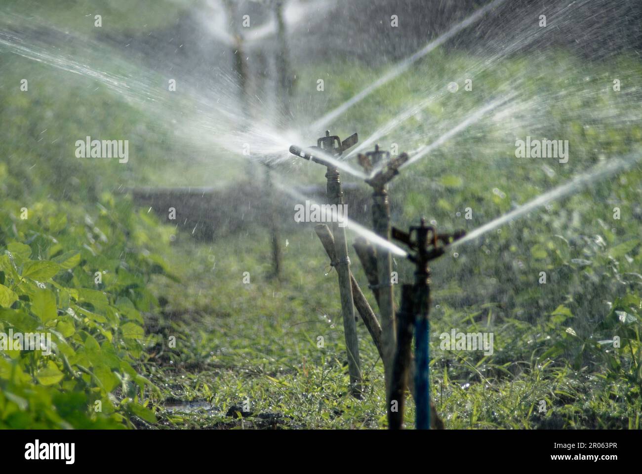 Giving water by sprinklers to crops at village Kondiye taluka Lnja ...