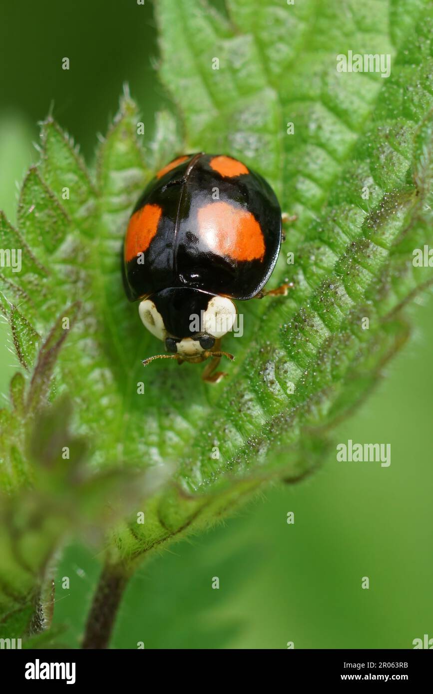 Natural vertical closeup on the colorful harlequin, multicoloured or Asian lady beetle, Harmonia axiridis Stock Photo
