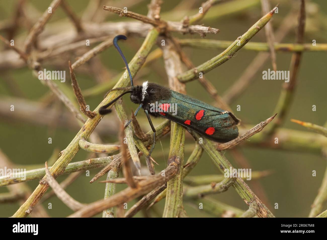 Natural closeup on the colorful metallic diurnal Zygaena lavandulae moth sitting in the vegetation Stock Photo