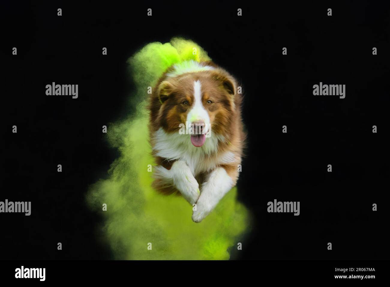 Brown Australian Shepherd with green and yellow holi colors jumps on