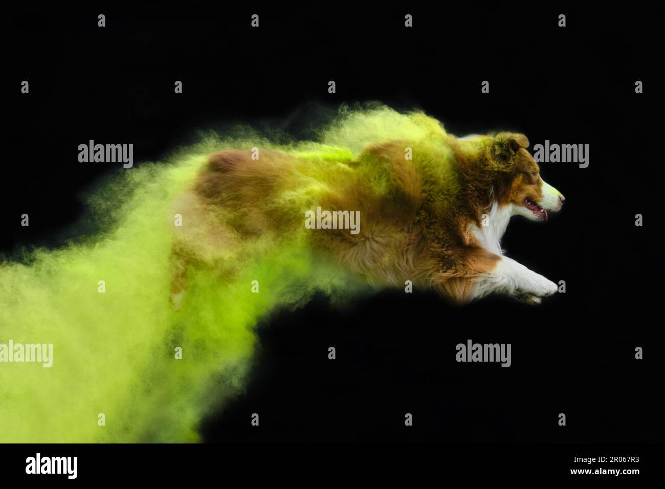 Brown Australian Shepherd with green and yellow holi colors jumps on