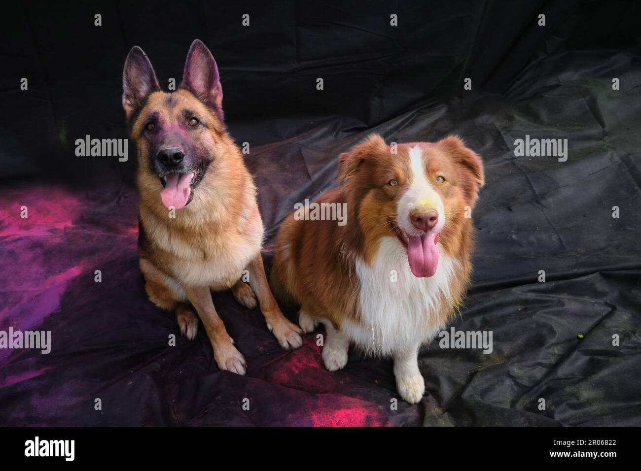 German and Australian Shepherd with colorful Holi colors on faces sit