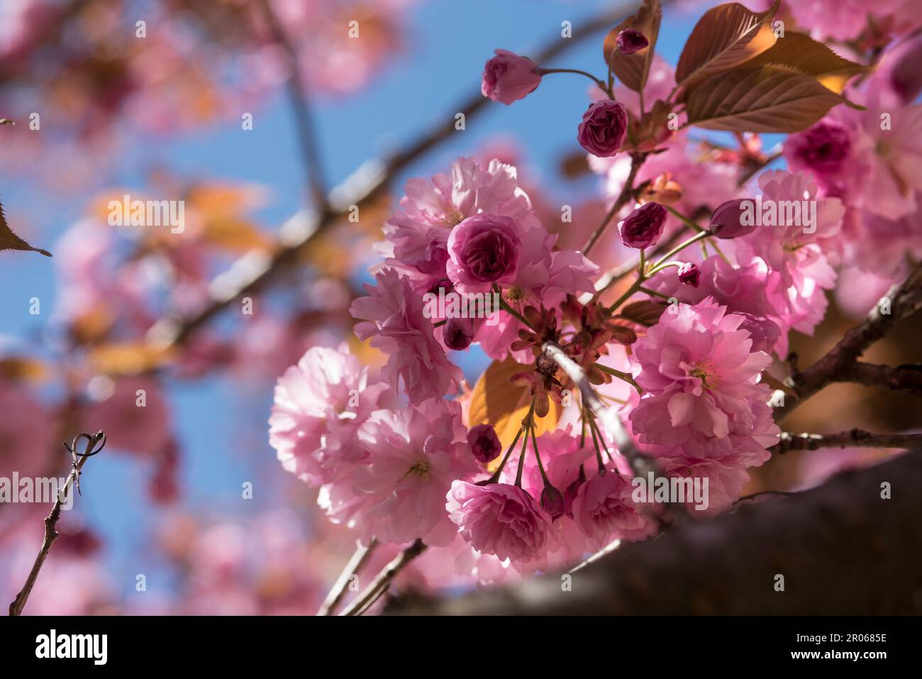 fiori di ciliegio di colore rosa intenso, la fioritura dei ciliegi in Giappone Stock Photo