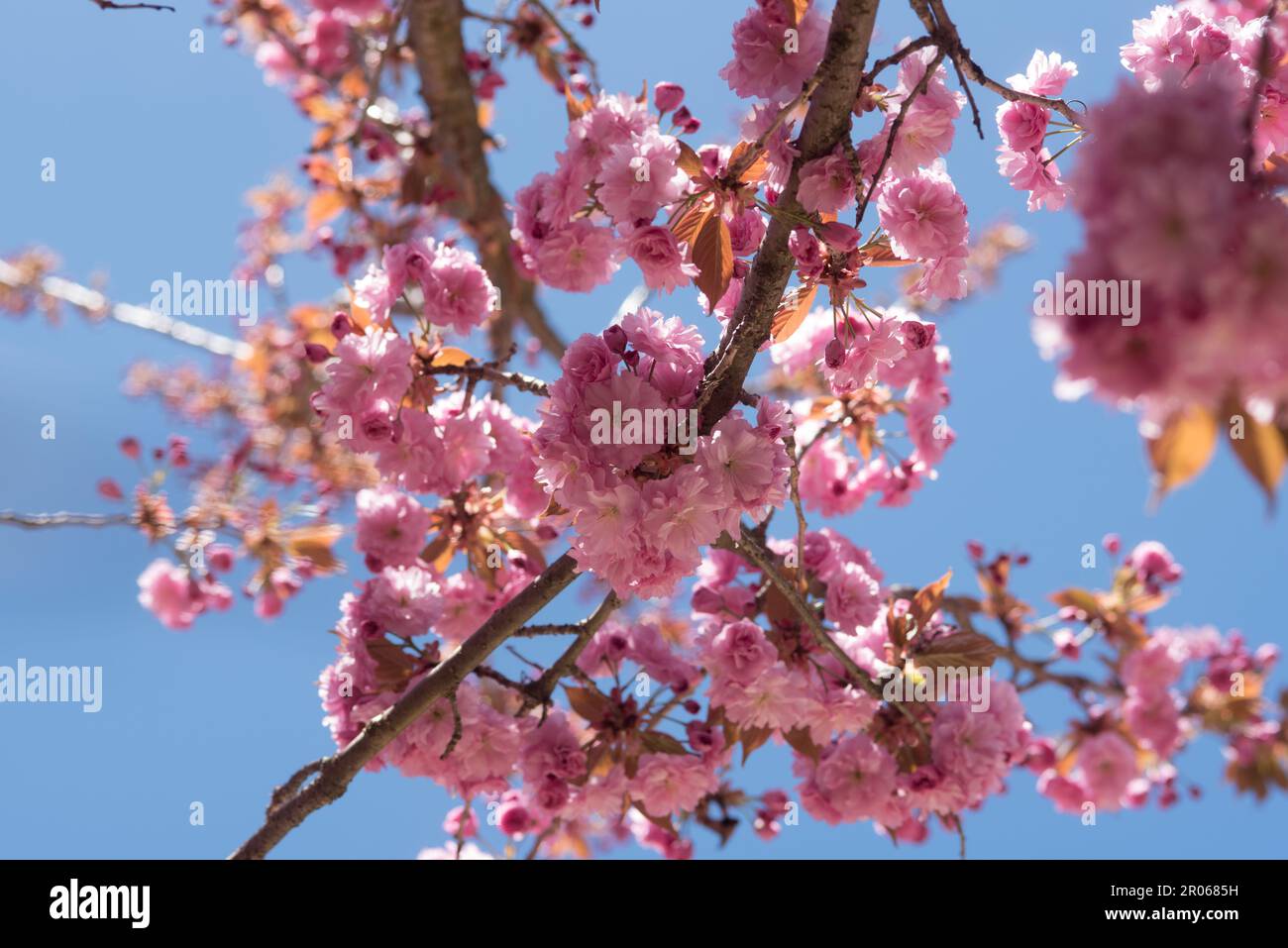 fiori di ciliegio di colore rosa intenso, la fioritura dei ciliegi in Giappone Stock Photo