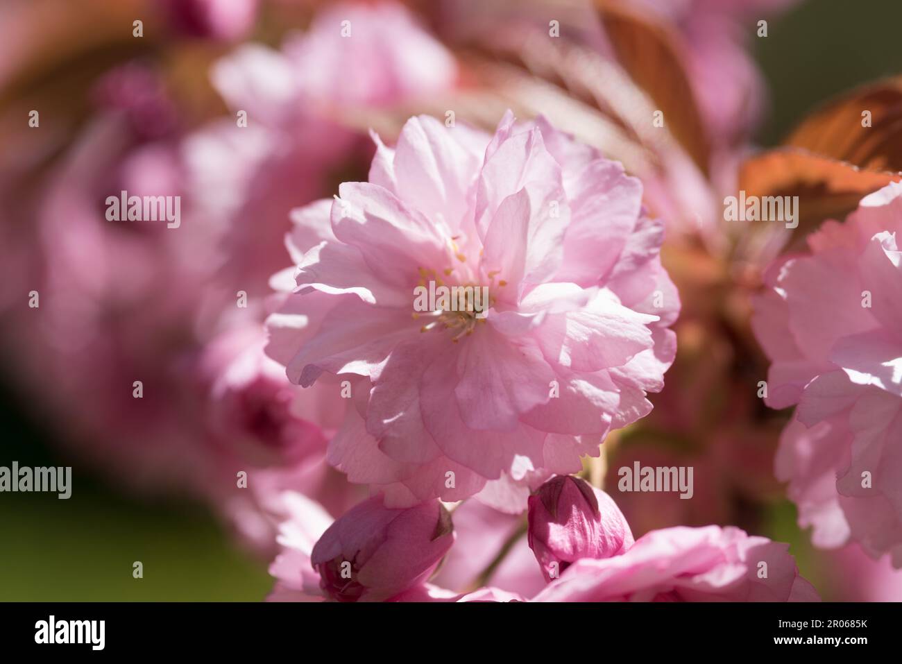 fiori di ciliegio di colore rosa intenso, la fioritura dei ciliegi in Giappone Stock Photo