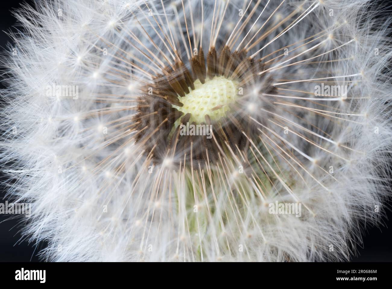 foto macro ad un bel soffione con i suoi semi, i semi del soffione che volano in primavera Stock Photo