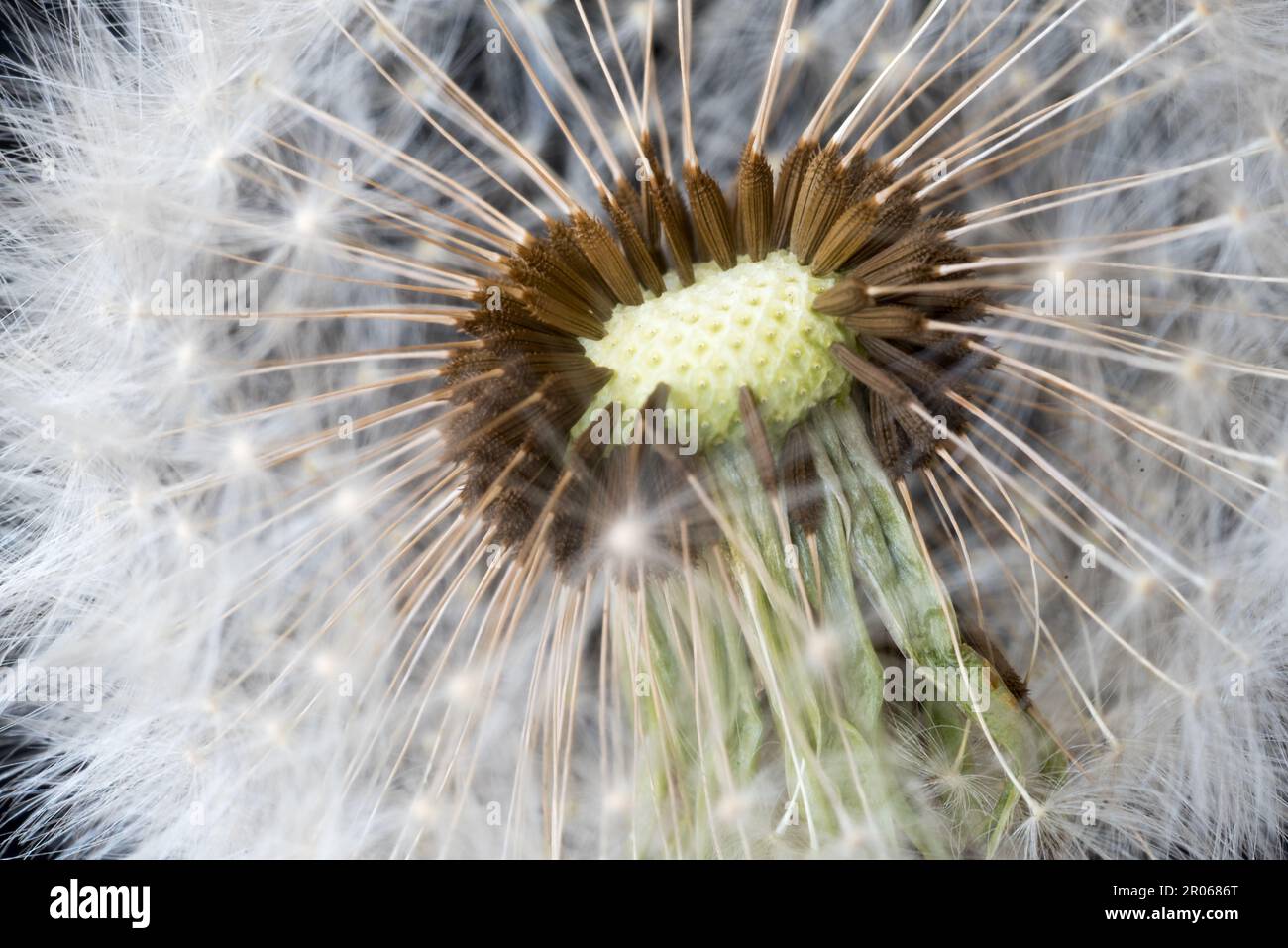 foto macro ad un bel soffione con i suoi semi, i semi del soffione che volano in primavera Stock Photo