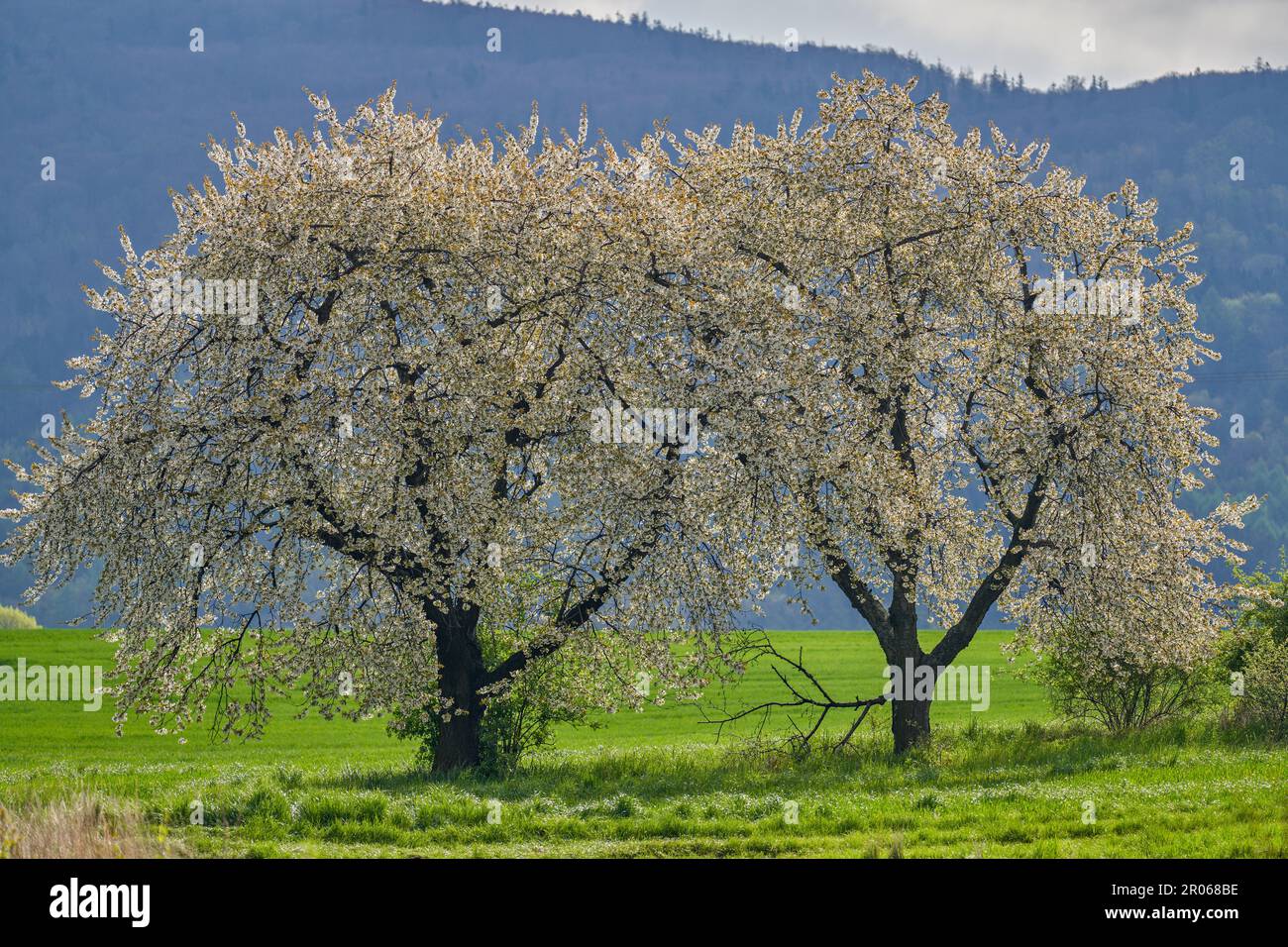 Cherry trees blooming in the spring Stock Photo
