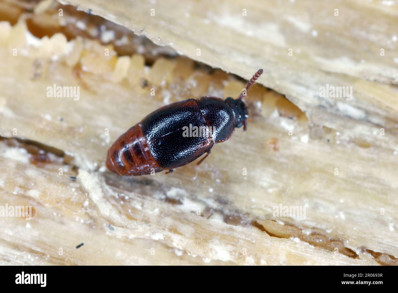 Rove beetle, Acrulia inflata form family Staphylinidae. Insect under the bark of a tree. Stock Photo