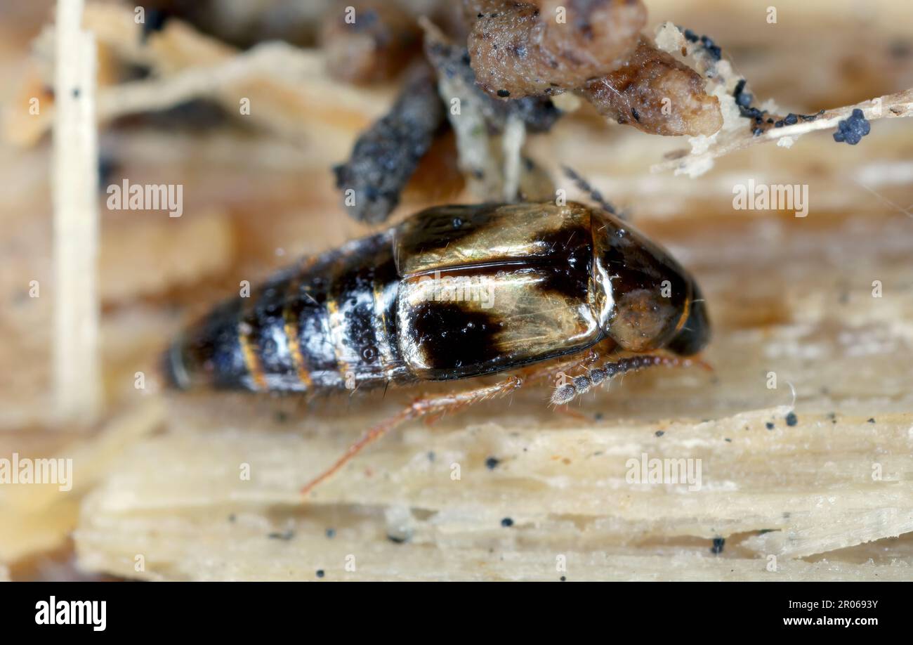 Rove beetle, Lordithon sp. form family Staphylinidae. Insect under the bark of a tree. Stock Photo