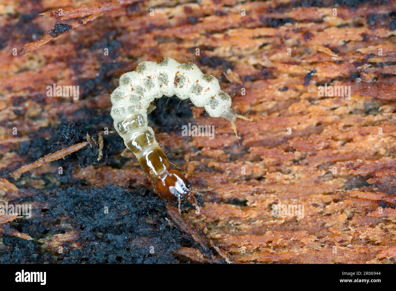 The larva of a beetle of the family Staphylinidae, rove beetles under the bark of a tree. Stock Photo