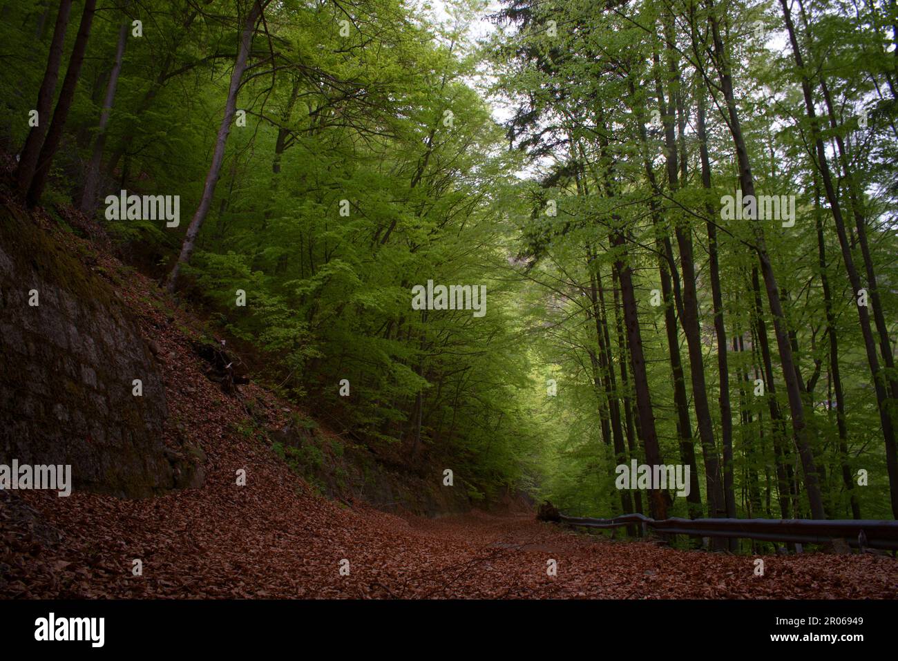 uno splendido bosco di facci in montagna, con foglie secche a terra,  splendida foresta nelle dolomiti Stock Photo - Alamy