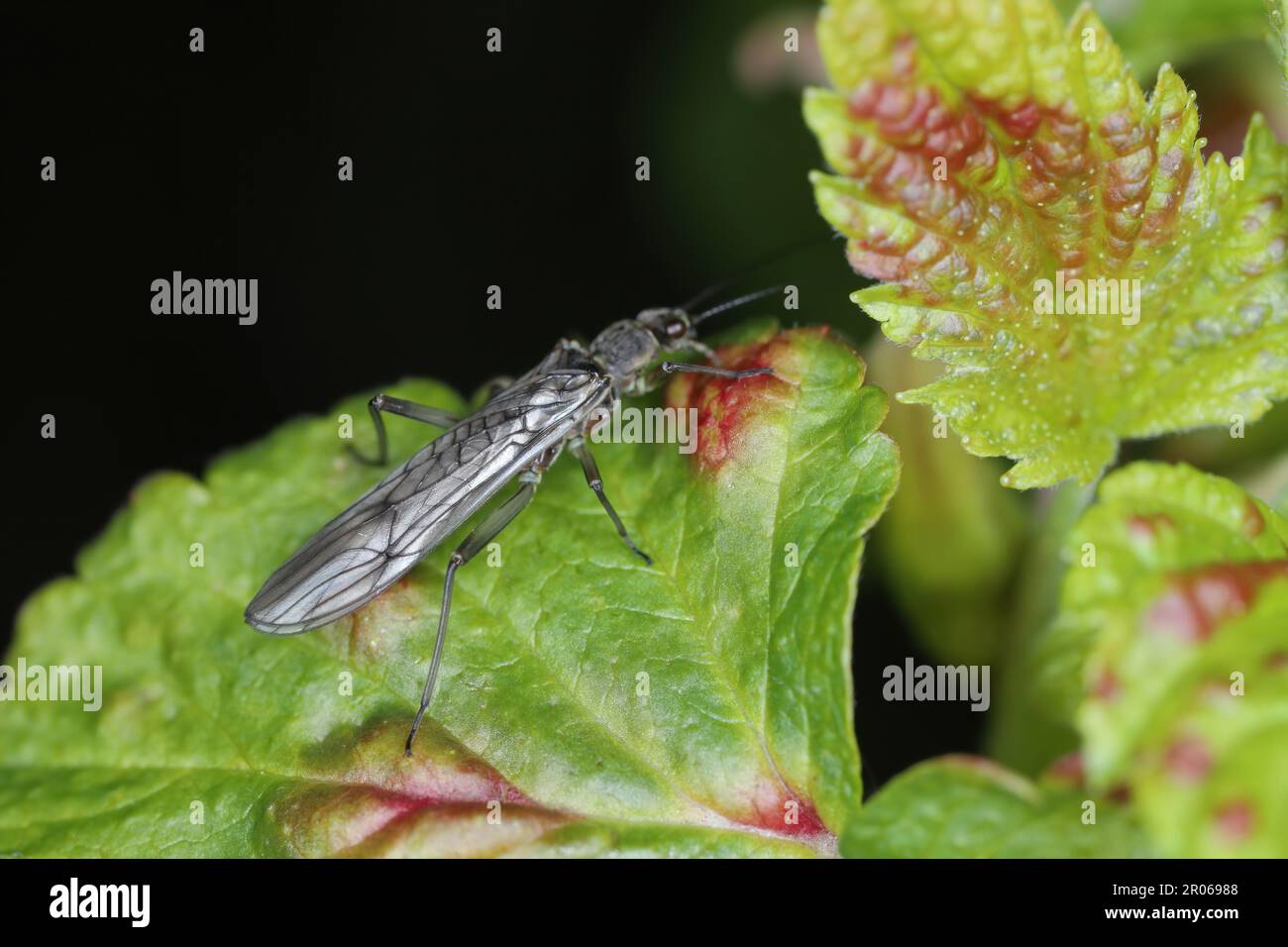Adult of Perla sp. (Perlidae, Plecoptera). Insect commonly known as stoneflie. Stock Photo