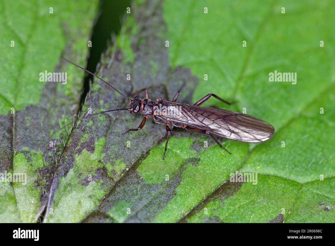 Adult of Perla sp. (Perlidae, Plecoptera). Insect commonly known as stoneflie. Stock Photo
