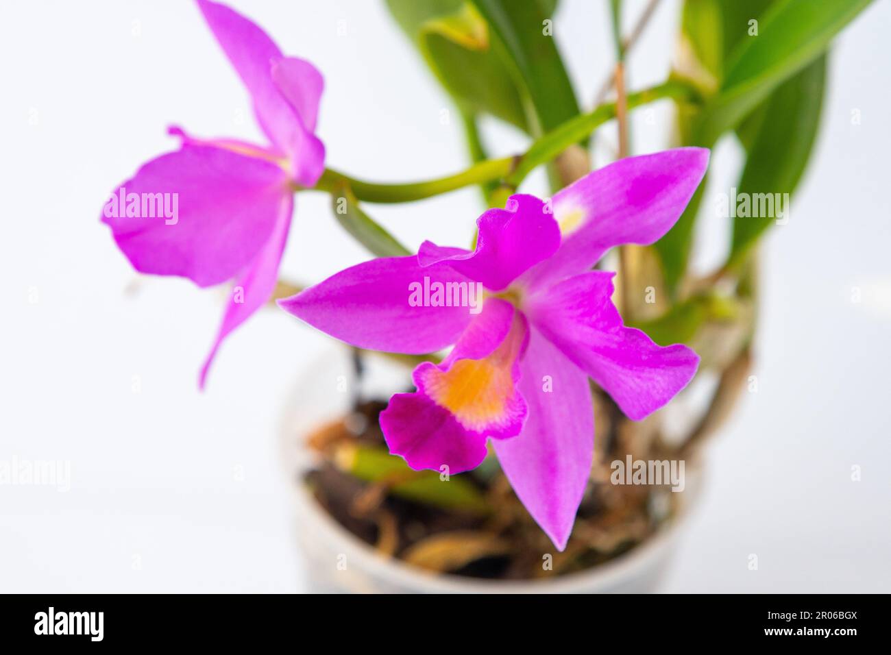 Orchid Cattleya home flower. Large pink purple buds. Flowering of a rare variety of orchids labiata. White background. Flowers pot garden cattleya orchidaceae family. Stock Photo